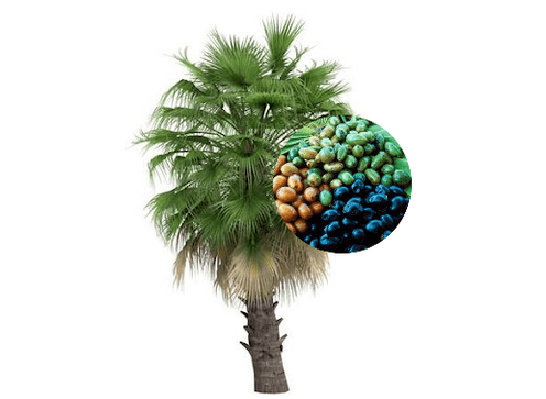 Prostamin Forte sisaldab palmivilju